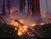 Из-за зноя на предстоящей неделе вырос риск лесных пожаров